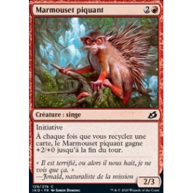 Marmouset piquant