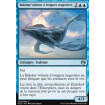 Baleine volante à longues nageoires