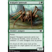 Araignée jumesoie (Twin-Silk Spider)
