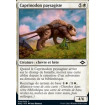 Caprinodon paysagiste